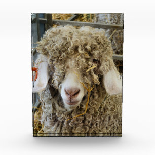 CUTE GOAT PHOTO BLOCK