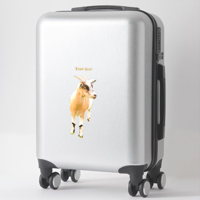Cute goat standing photography  (Suitcase)