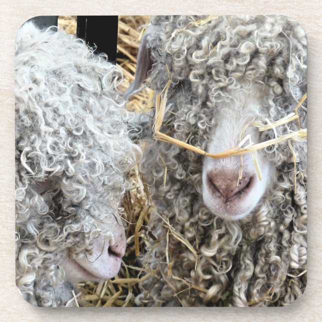 CUTE GOATS  COASTER (Front)