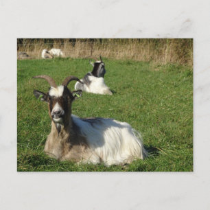 Cute Goats DIY Postcard