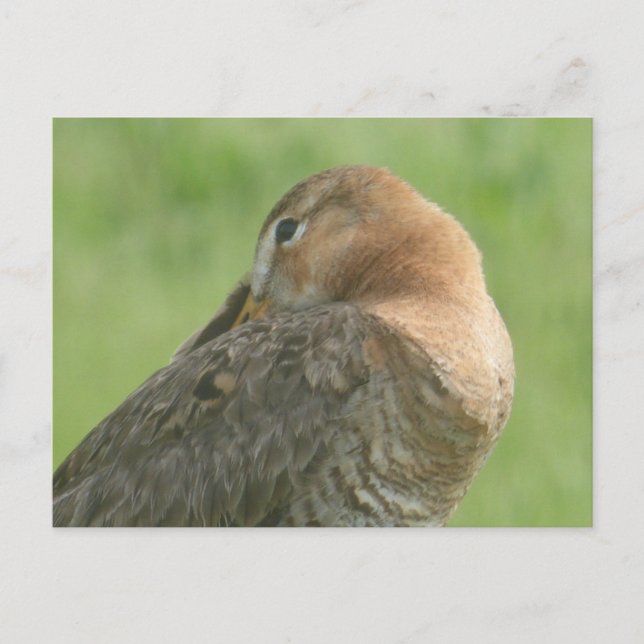 Cute Godwit Close Up DIY Postcard (Front)