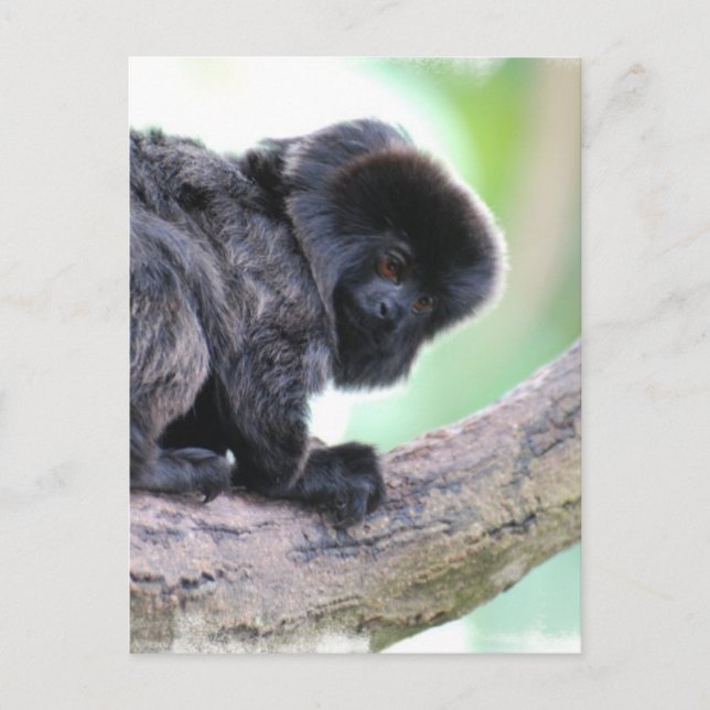Cute Goeldi Postcard (Front)