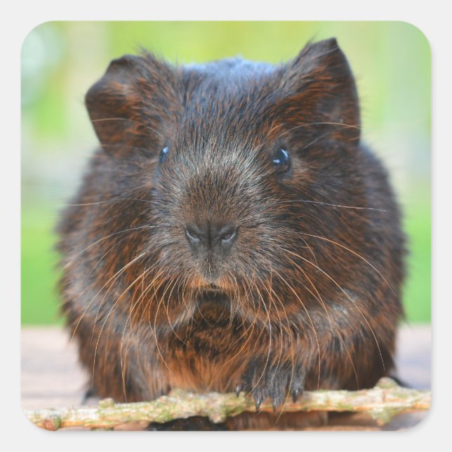 Cute Gold Agouti Guinea Pig Square Sticker (Front)