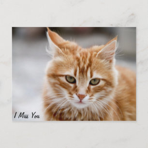 Cute gold and white cat on a Miss You Postcard