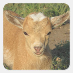 Cute Gold Nigerian Dwarf Dairy Goat Kid Square Sticker