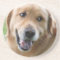 Cute Golden Retriever Coaster