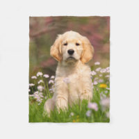 Cute Golden Retriever Dog Puppy, comfy