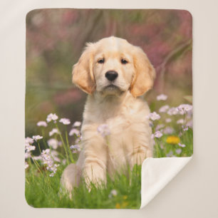 Cute Golden Retriever Dog Puppy Face Animal Photo Sherpa Blanket