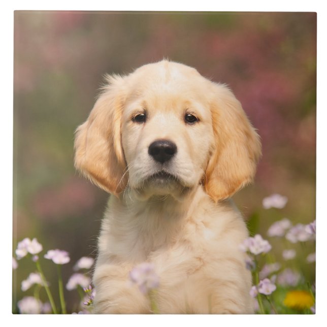 Cute Golden Retriever Dog Puppy Portrait - Tile (Front)
