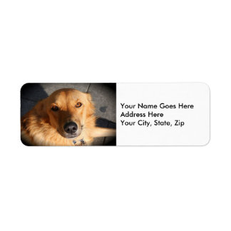 Cute Golden Retriever Dog Return Address Label