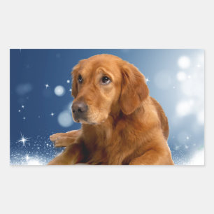 Cute Golden Retriever Dog Sitting in Snow Stars Rectangular Sticker
