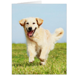 Cute Golden Retriever Puppy Running on Grass