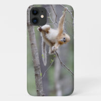 Cute Golden Snub-nosed Monkey on Tree Branches