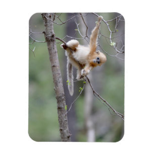 Cute Golden Snub-nosed Monkey on Tree Branches Magnet