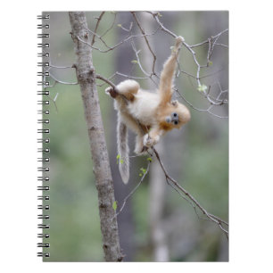 Cute Golden Snub-nosed Monkey on Tree Branches Notebook