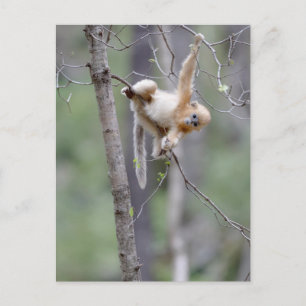Cute Golden Snub-nosed Monkey on Tree Branches Postcard