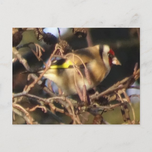 Cute Goldfinch Close Up DIY Postcard (Front)