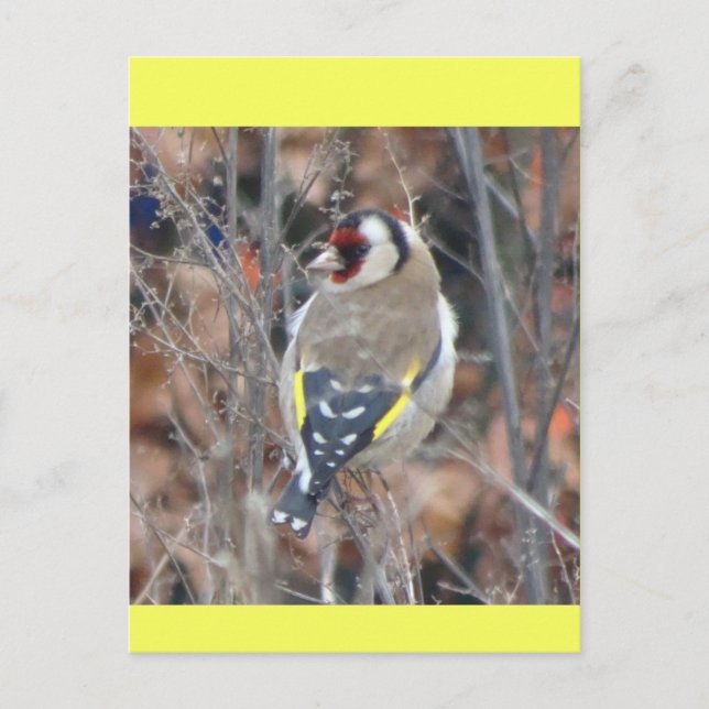 Cute Goldfinch DIY Postcard (Front)