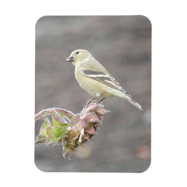 Cute Goldfinch with Seed Magnet (Vertical)