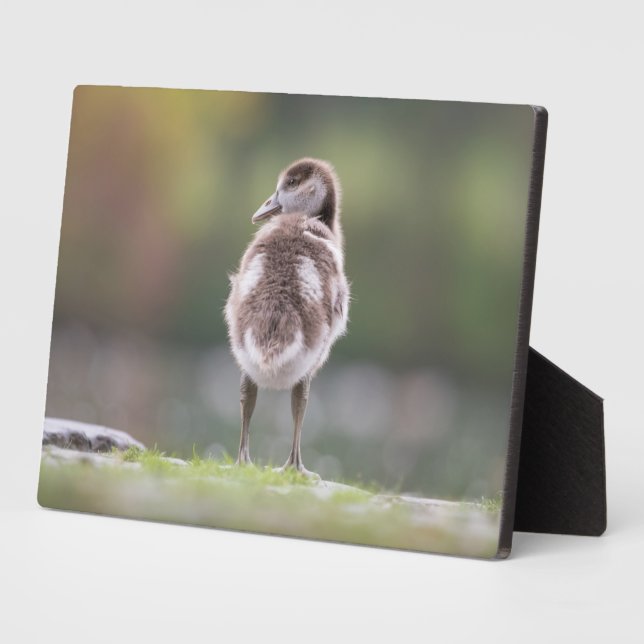 Cute Goose Chick Nature Photo Mouse Pad Plaque (Side)