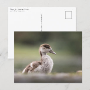 Cute Goose Chick Nature Photo Postcard