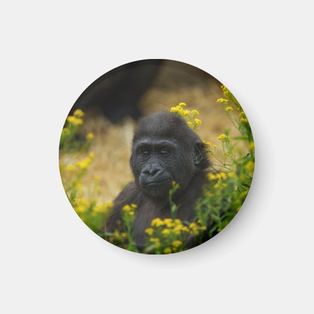Cute Gorilla Baby Magnet (Front)