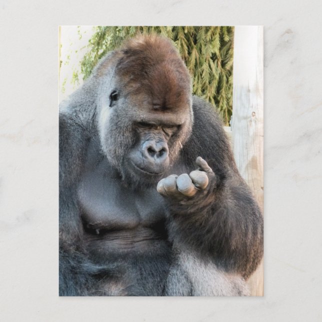 CUTE GORILLA POSTCARD (Front)