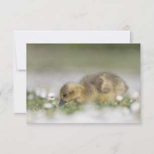 Cute gosling nature photo Card