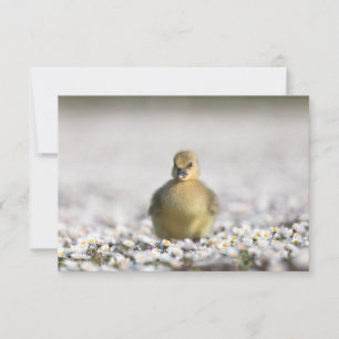 Cute Gosling Nature Photo Card