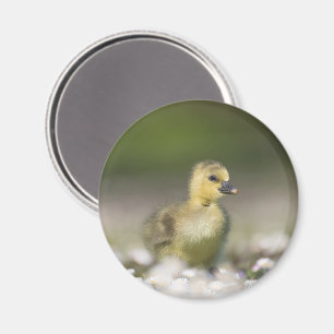 Cute Gosling Nature Photo Magnet