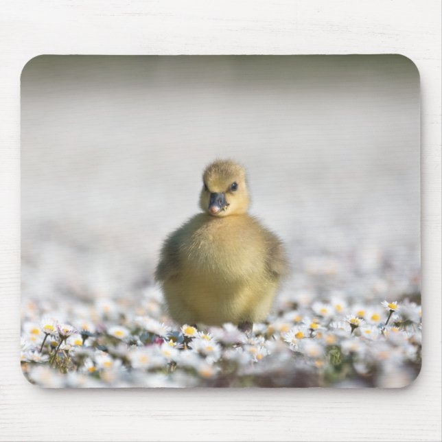 Cute gosling nature photo mouse pad (Front)