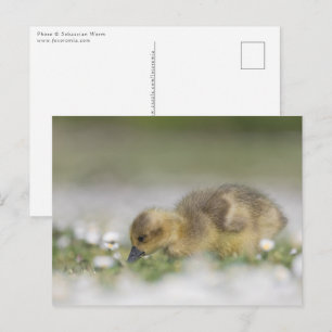 Cute gosling nature photo postcard