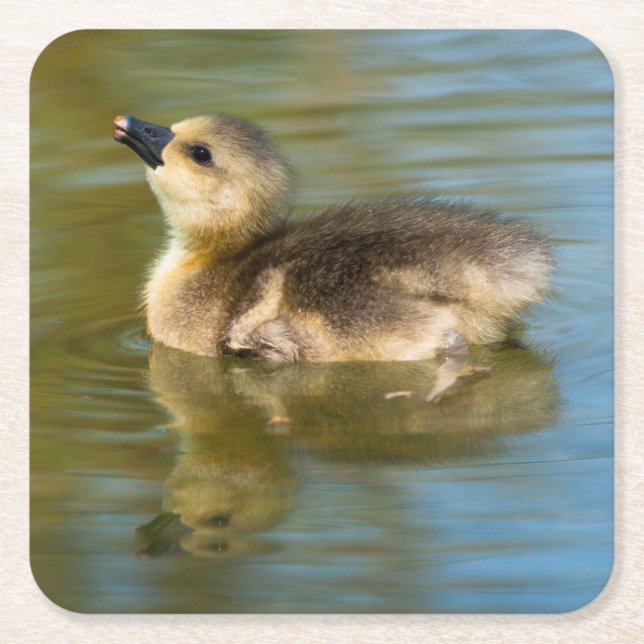 Cute Gosling on pond Square Paper Coaster (Front)
