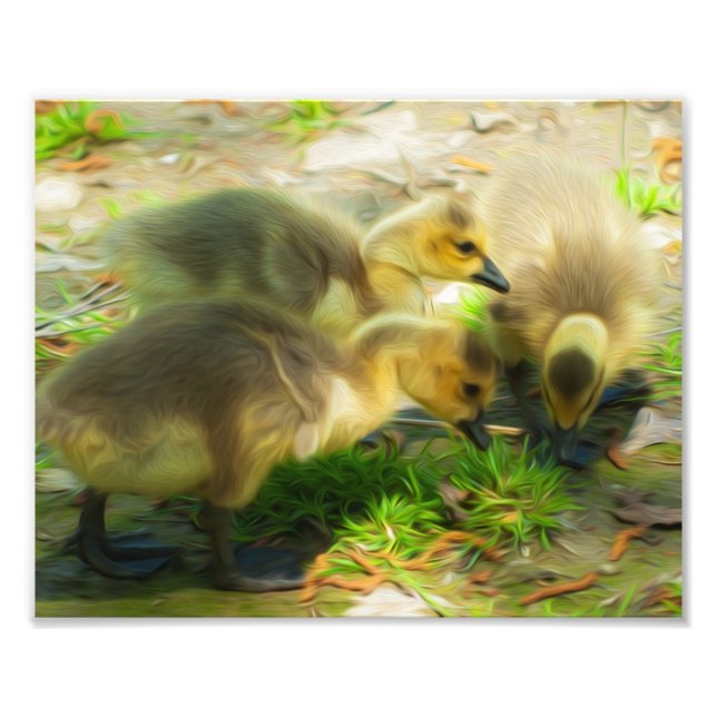 Cute Gosling Photo Print (Front)