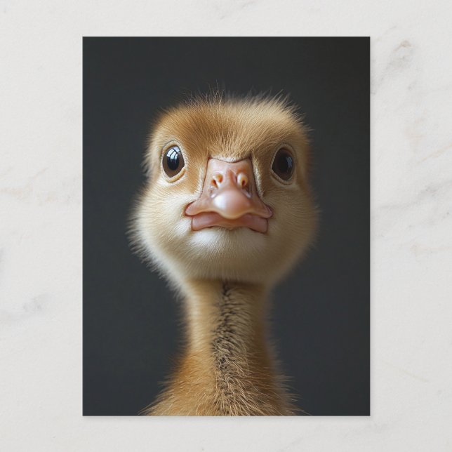 Cute Gosling Portrait Postcard (Front)