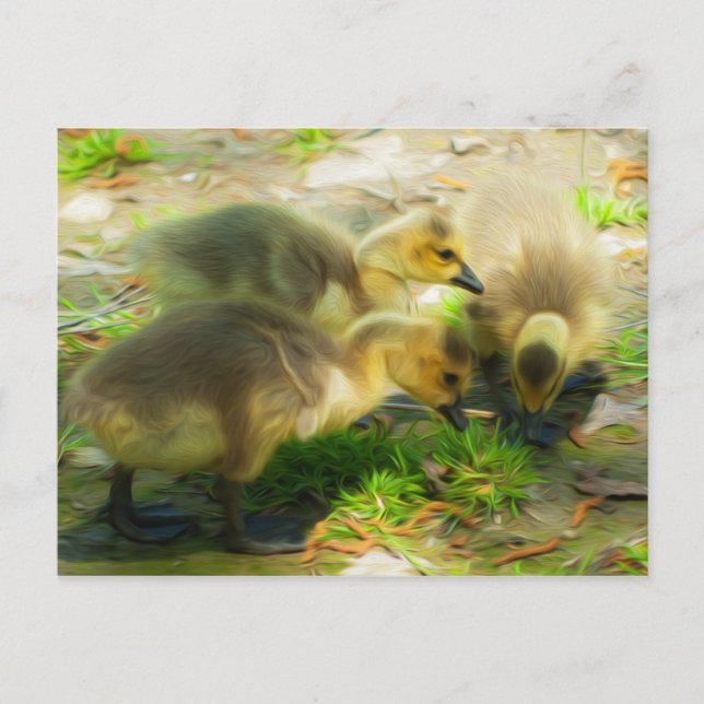 Cute Gosling Postcard (Front)