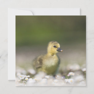 Cute Gosling Wildlife Photo Card
