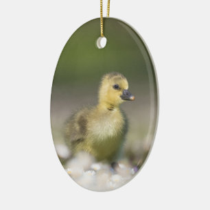 Cute Gosling Wildlife Photo Ceramic Ornament