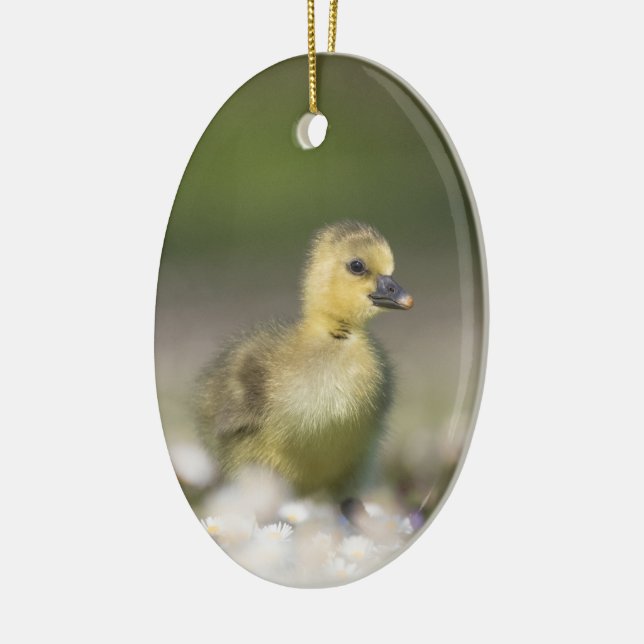 Cute Gosling Wildlife Photo Ceramic Ornament (Left)