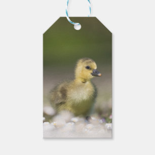 Cute Gosling Wildlife Photo Gift Tags