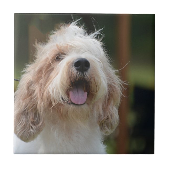 Cute Grand Basset Ceramic Tile (Front)