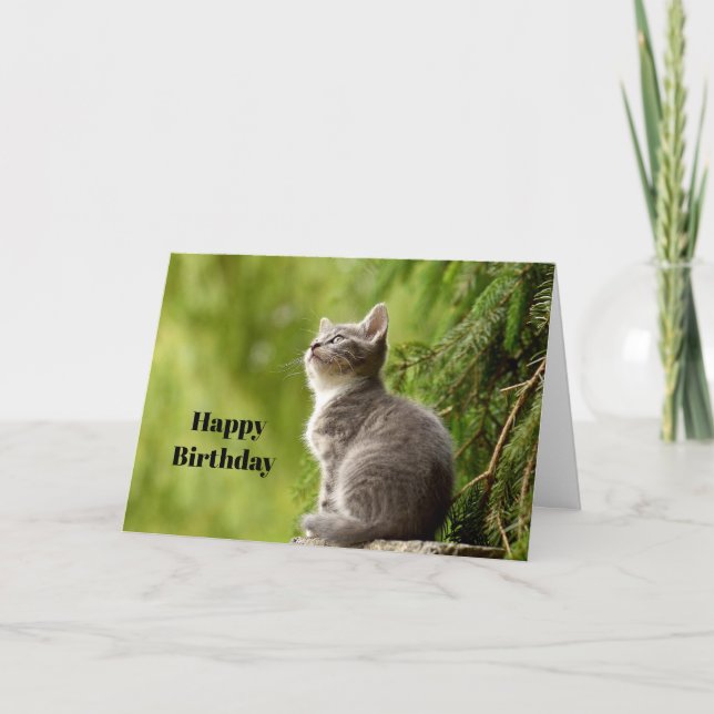 Cute Gray Kitten Looking Up Photo Birthday Card (Front)