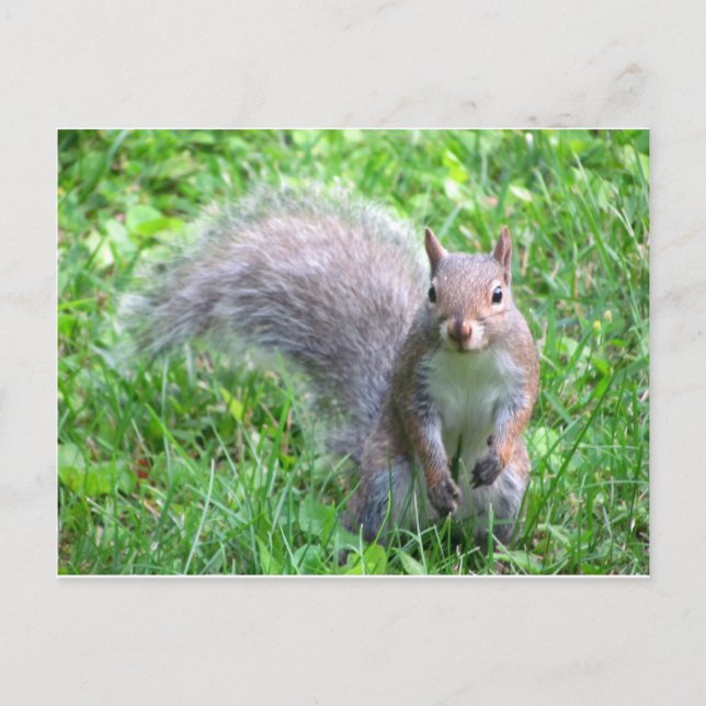 Cute Gray Squirrel Postcard (Front)
