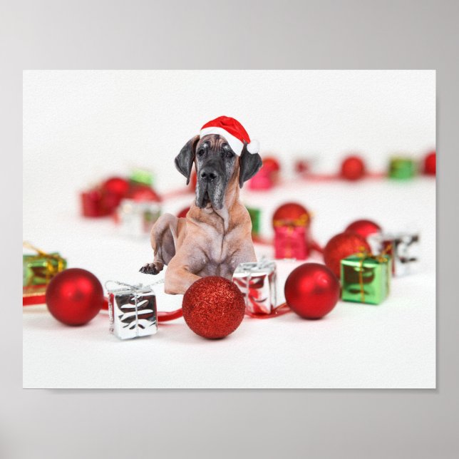 Cute Great Dane Dog Christmas Santa Hat Poster (Front)