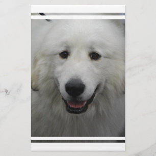 Cute Great White Pyrenees