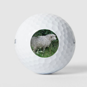 Cute Greedy Sheep Eating Golf Ball