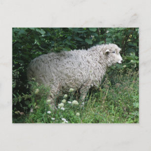 Cute Greedy Sheep Eating Postcard