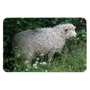 Cute Greedy Sheep Eating Premium Magnet