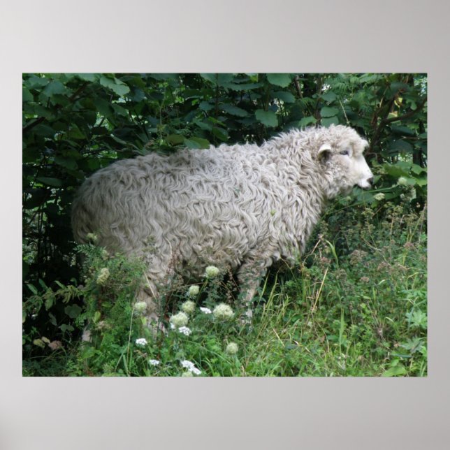 Cute Greedy Sheep Eating Print (Front)