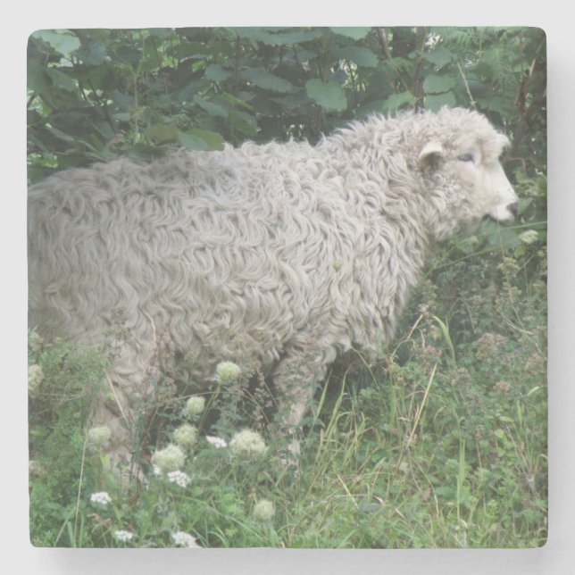 Cute Greedy Sheep Eating Stone Coaster (Front)